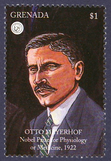 Otto
                Meyerhof